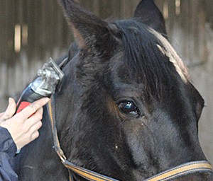 Excellent equine clippers and trimmers